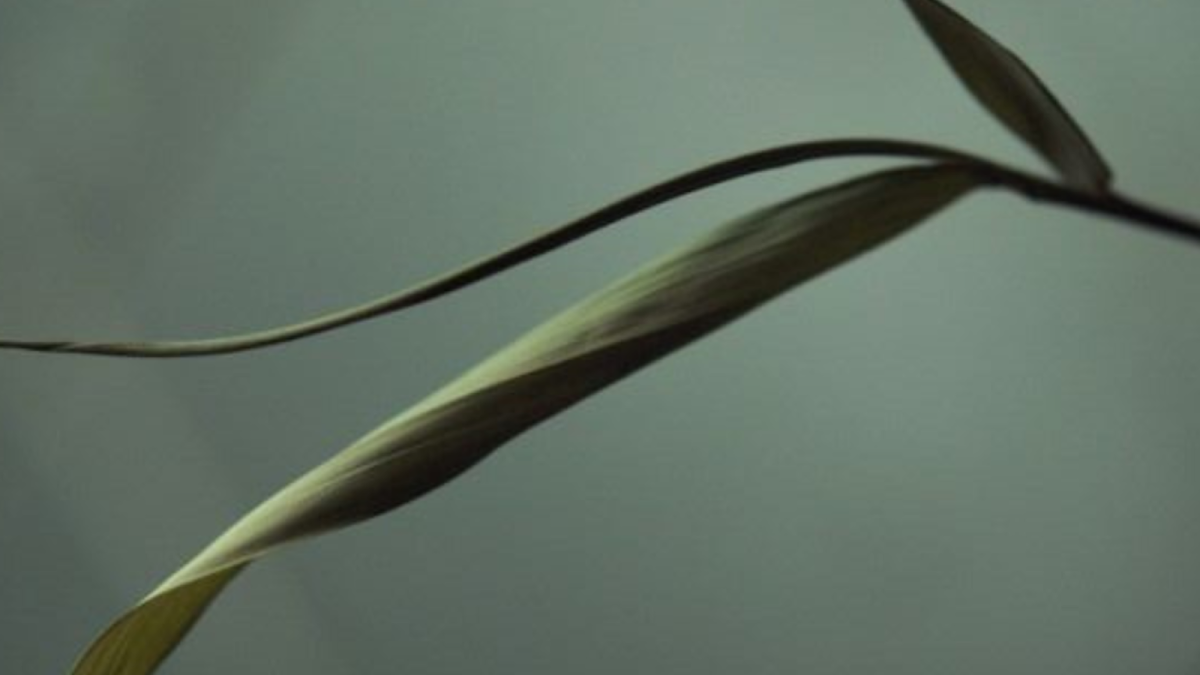 One Leaf - Incubadora e cowork de Terapeutas